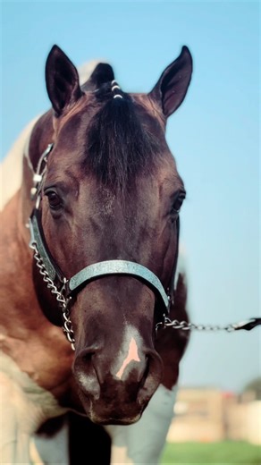 Millenium Made aka Mateo, APHA/CPtHA Smoky Grulla tobiano stallion. Standing at stud for live cover with frozen semen available through Fen Vet Equine. 5 panel NN - IMM NN - OLWS NN, 5X APHA PAC World Chamoion - 5X Res World Champion, multiple national champion. Heterozygous tobiano, black, dun & cream - www.meriklewaters.com #meriklewaters #stallion #daddysgirl #daddysboy #papa #americanpainthorse #AllAroundHorse #handsomeboy #handsome #kindhearted #animals #horselovers #dreamhorse #animalreels