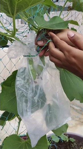I Protected My Lauki with a Plastic Bag! 🥒 No Fruit Fly, No Monkey Damage! #shorts #gardeningtips