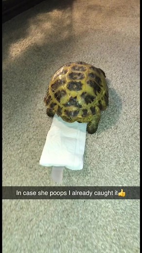 DIY Tortoise Diaper Tutorial