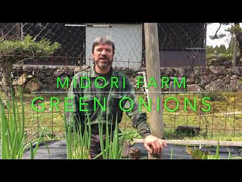 Planting bunching onions
