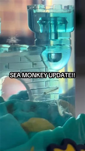 The Original Sea-Monkeys® on Instagram: "🎥 Video by @laurenrose0427 on tiktok We 🩵 seeing your Sea-Monkeys so don’t forget to use #TheOriginalSeaMonkeys or #SeaMonkeys so we can see them and also for your chance to be featured!! #InstantLife #EasyPets #ArtemiaNYOS FirstPet ViralToys KidsToys Wishlist UniquePets"