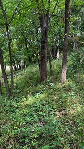 13 reactions | @revealcellcam ✅ @rawfrozenscents ✅ mock scrape created ✅ movement! ✅ now for a shooter to come through! #deerhunting #hunting #season #is #close | Team 200TV | Facebook