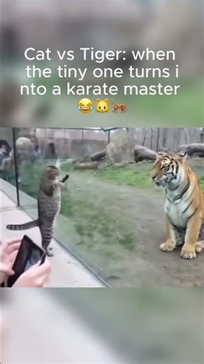 Cat vs Tiger: when the tiny one turns into a karate master 😂🐱🐅