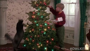 248K views · 23 reactions | Every Christmas...  #homealone #owlkitty @culkamania Just a small preview of our upcoming Christmas video. We’re still working on it and will release it next week. we hope you’ll like it. We love this movie, and we’re super excited to have Lizzy star in it. ⭐️ Stay tuned!! | OwlKitty | Facebook