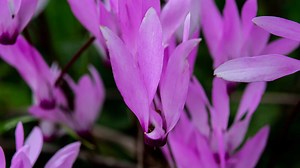 Discover the National Flower of Lebanon: Lebanon Cyclamen