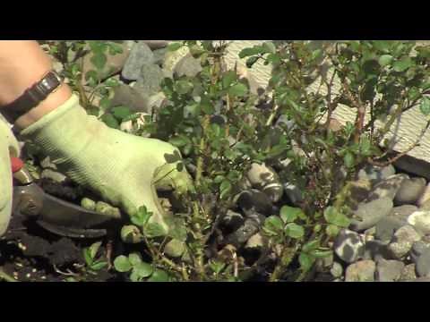 How To Prune Carpet Roses (Shrub Roses)