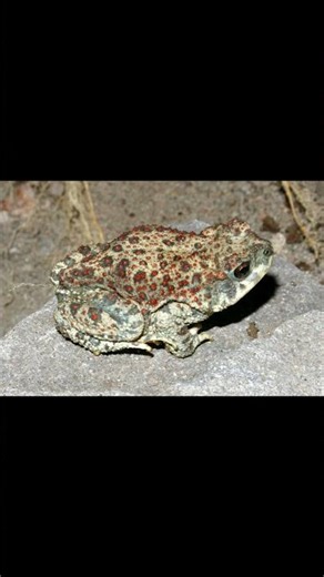 Red Diamond Rattlesnake and Red-Spotted Toad