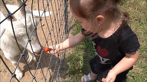 Youtube: Hoyer Family Cuoc Song My https://www.youtube.com/channel/UCQi8Bzn59zKNgBYxx03KgCA?view_as=subscriber | Hoyer Family