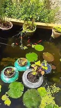 nourriture gratuite pour poissons rouges en aquarium ou bassin