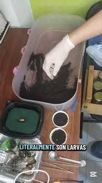 terrario de huevos de escarabajos phyllophaga 3 #insectos