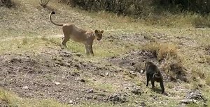 Rewind Animal Clip Of The Week: Baboon Backs Down Lion Then..!