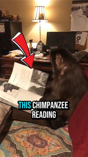 This Chimpanzee Acts Like a Human