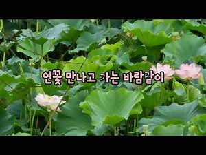 토닥토닥시낭송교실 '연꽃 만나고 가는 바람같이'서정주 시낭송감상