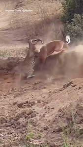 65 reactions · 13 comments | From stillness to strike, a Leopard emerges from the shadows. A deadly hunter executing a perfectly timed ambush on an impala. A fleeting moment of terror an impala's world is shattered as the leopard's powerful strike brings an end to the impala's peaceful afternoon #animallovers #animals #wildlife #nature #fypシ゚ #trending | Chikomborero Mbundure | Facebook