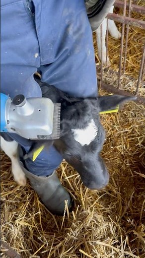 Unbelievable Calf Haircut – Watch the Amazing Transformation