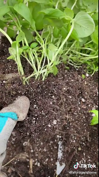 How to Repot Your Overcrowded Basil Plants