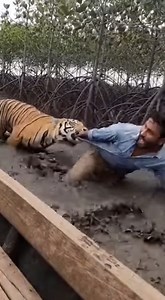 86K views · 422 reactions | A tense and unsettling scene unfolds as a large tiger attacks a man submerged waistdeep in muddy water near a mangrove forest The tiger has its teeth firmly gripping the mans clothing while the man appears to be struggling with a desperate expression The roots of the mangrove trees are visible in the background adding to the challenging environment | Mr. The BoT | Facebook