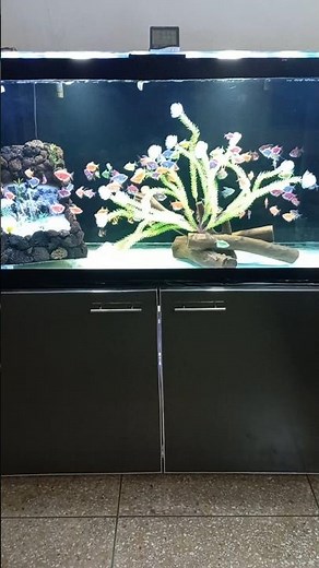 My 90 gal Glofish Tank Setup