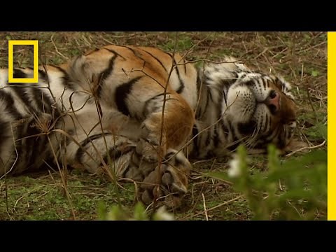 寝耳にベンガルトラ | ナショジオ