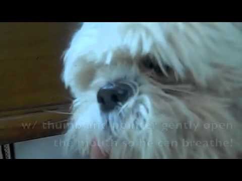 How to stop a dog's asthma attack