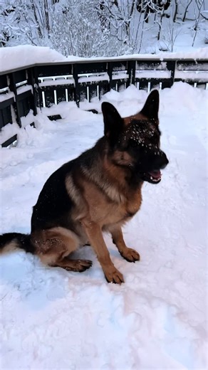 Understanding German Shepherd Behavior and Myths