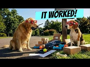 Dogs Set A Trap For The Mailman (We Got It Wrong) 🪖 📬