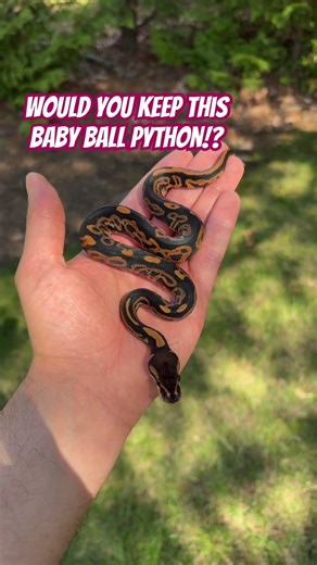 Would You KEEP This Baby Ball Python!?