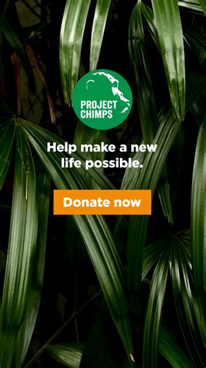 You can give former research chimpanzees a forever home filled with love, care and the freedom to be themselves. | Project Chimps