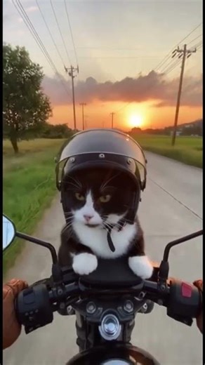 ออกไปจ่ายตลาดยามเช้ากันคะ💗 #funnyanimals #cat #cute #แมวน่ารัก