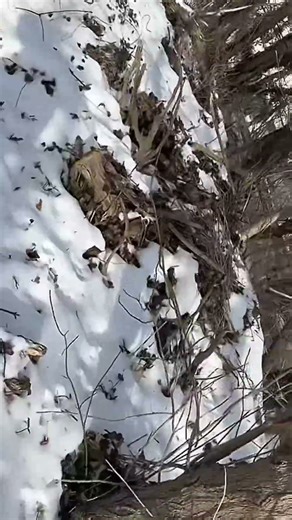 Video for +Luka68 and +Andrew Kramer (February 4, 2025 video.).