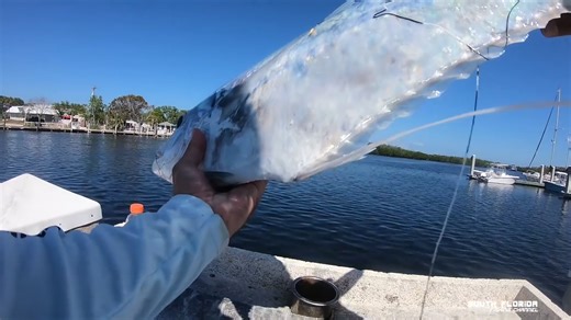 I saw the silver flash… then the African pompano took off