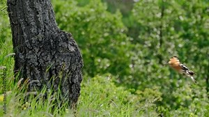 Eurasian hoopoe (Upupa epops) flying, bird flight in slow motion, nesting in a tree hollow