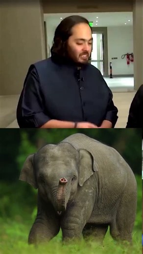 tusk_tails on Instagram: "For Anant Ambani, animal welfare is not just kindness but a sacred duty, and Vantara stands as a living example of how service becomes the highest virtue and true righteousness 🤍🐾🙏 . . . . #anantambanivision #futureproject #animalkindness #inspirationdaily #dharma"