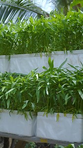 321K views · 3.5K reactions | Rau muống thủy canh tại nhà – sạch,...