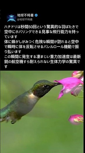 ハチドリが体についた蜂を振り払う驚異の回転飛行術
