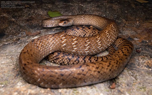 Common Rat Snake - Ptyas mucosus — HongKongSnakeID.com