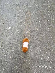 7.4K views · 1.1K reactions | Meet Valentina  Outstanding teacup...