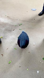 POV you spend a wholesome afternoon exploring the awe-inspiring National Aviary in Pittsburgh! 😍✨🦜 Encounter over 500 feathered friends in their natural habitats – from majestic Victoria Crowned Pigeons to graceful Snowy Egrets! 🦅🌍 Explore the Tropical Rainforest, mingle with African Penguins at Penguin Point, or find tranquility in the Grasslands! 🦩🐧 Plan your Aviary adventure today ➡️ https://www.visitpittsburgh.com/blog/insiders-guide-national-aviary/ | Visit Pittsburgh