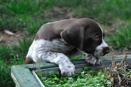 AKC Patriotic Puppy Program