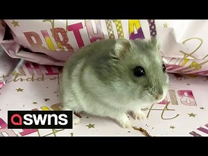 Tiny hamster influencer has life-saving surgery to remove huge tumour | SWNS