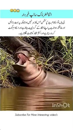 Meet The Python Amazing Wildlife #python #naturefacts #wildlife #nature #shorts