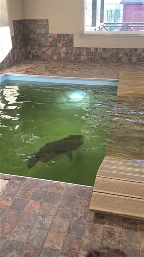 Watch This Capybara Dad Teach His Baby to Swim! 💕