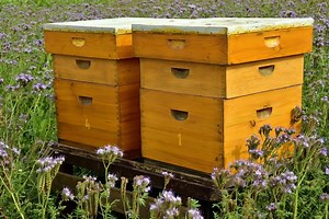 Can You Eat Honey From A Dead Hive? — Farm & Animals