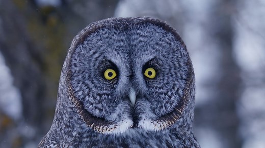 Incredible footage shows how owl uses sound to hunt under snow