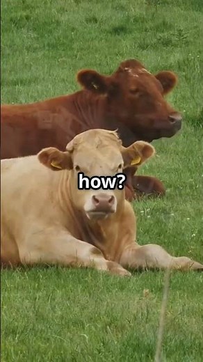 The Fence That Failed - Polmont Rail Crash #crash #scotrail #railway #train #crash #wreck #fyp