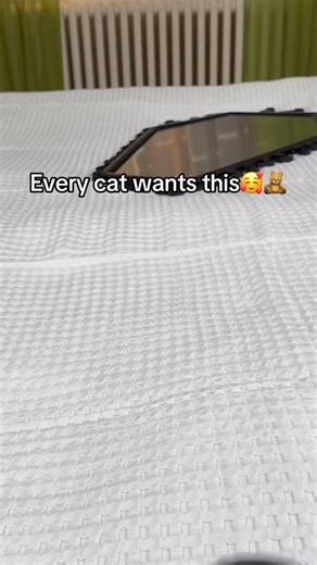 Best cat toy ever🥰 | Flappybirdtoy