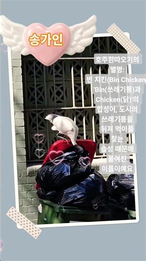 #호주흰따오기#송가인#쓰러집니다#송가인#지원가요tv