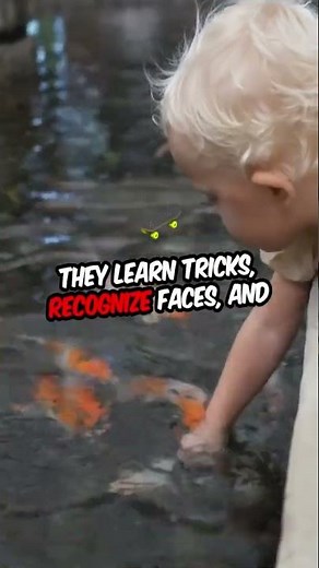 Goldfish: The 3-Second Memory Myth Busted #GoldfishFacts #MythBusted#Goldfish #AnimalFacts