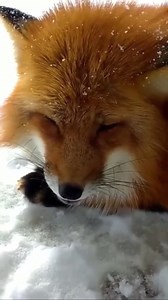 2.1K views · 239 reactions | Smol “Eeeee!” sounds, so turn up your volume. ✔️ This is how a cold fox asks for chimkn nuggies and warm hugs to wake up on a Tuesday morning. | Jesus Fox Forgives Your Yiffs | Facebook