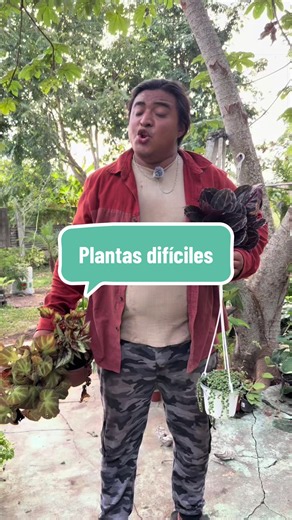 🚨 No porque una planta sea bonita significa que sea buena para principiantes. 😂🌱 Calateas, rosario y begonias son hermosas, pero pueden darte varios dolores de cabeza si todavía estás empezando en el mundo de las plantas. 👀 ¿Tú tienes alguna planta con la que hayas BATALLADO muchísimo? 😂💀🌿 Déjamela en los comentarios y vamos a compartir desgracias entre PlantyLovers. 🫶🏻 #BioplantMX #PlantyLovers #Calateas #Begonias #Suculentas